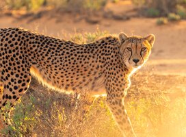 Volunteer in Zambia