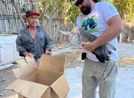 Heron found unable to fly
