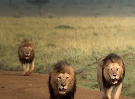 Male lions spotted at the maasai mara national reserve