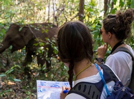 Elephants and participants