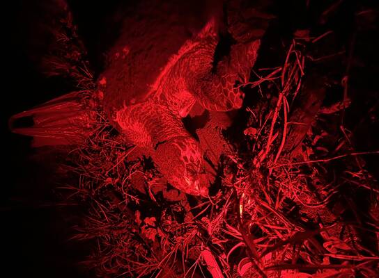 hawksbill turtle nesting