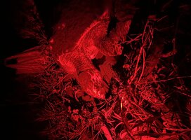 hawksbill turtle nesting