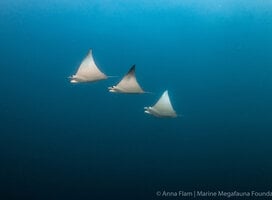 Mobula Ray courtship