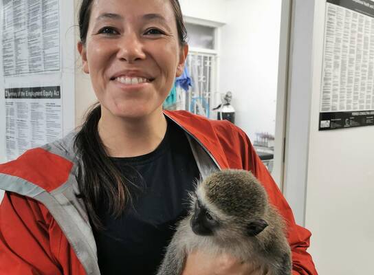 Veterinary visits with rescued injured monkeys