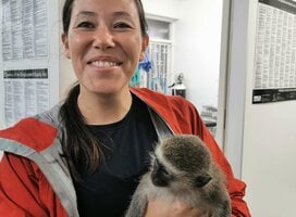 Veterinary visits with rescued injured monkeys