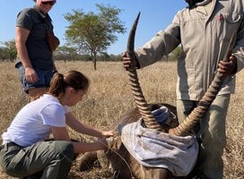 A volunteer assisting with a male waterbuck that was immobilized to treat an injury.