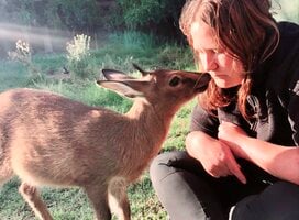 Antelope