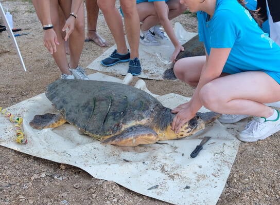 Sea Turtle Service