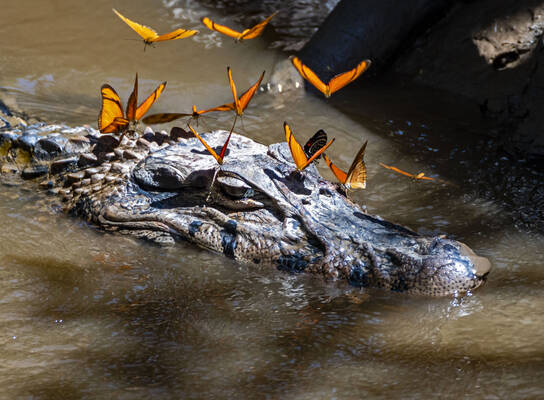 Caiman + butterflies