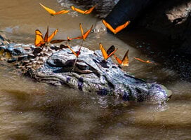 Caiman + butterflies