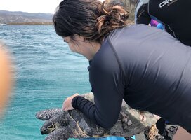 Identification of individual sea turtles