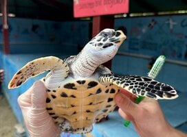 turtle