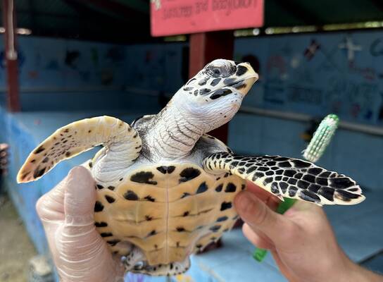 turtle