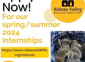 Graphic for Rideau Valley Wildlife Sanctuary. Apply now for our spring/summer internship. Website link and cute picture of rabbit included