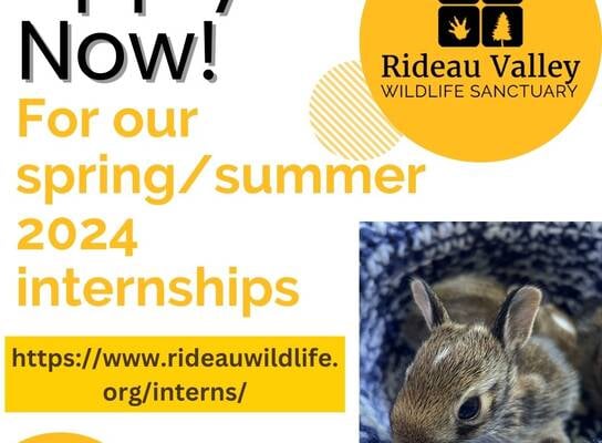 Graphic for Rideau Valley Wildlife Sanctuary. Apply now for our spring/summer internship. Website link and cute picture of rabbit included