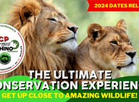 two lions in Africa, join our programme!