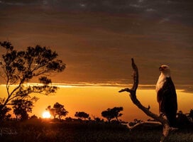 African Sunset