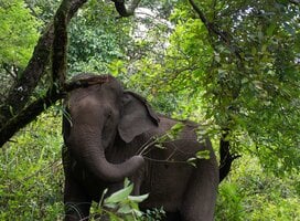 An elephant in a dense forest 