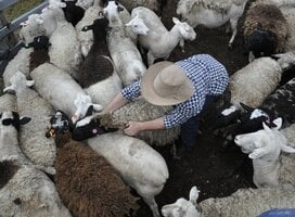 Australia farm