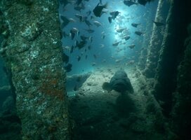 Wreck dive, Steam ship Rita, Goa