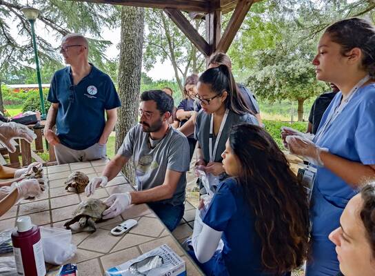 Exotic animals vet teaching fellows how to examine a turtle
