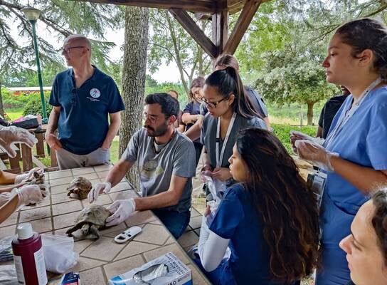 Exotic animals vet teaching fellows how to examine a turtle