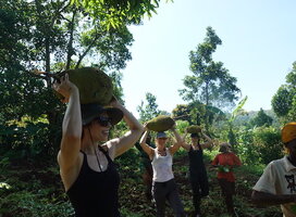volunteers harvesting jackfruits after clearing the land