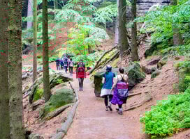 Students walking through a forest
