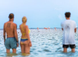 Isla Holbox Flamingos