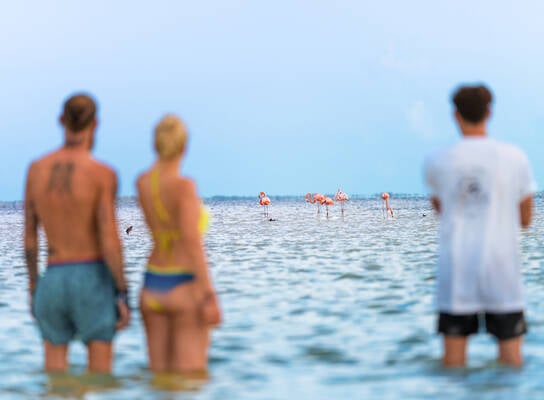 Isla Holbox Flamingos