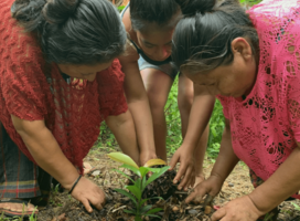 Mayan women planting cacao.