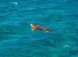 turtle