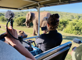 Filming Elephants