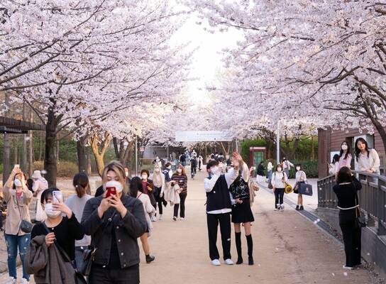 Students admiring the cherry blossoms