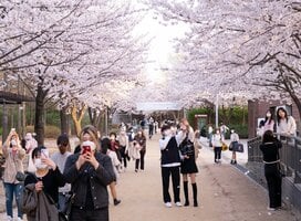 Students admiring the cherry blossoms