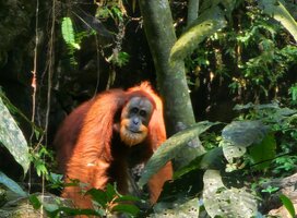 Sumatran Orangutans 