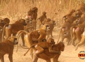 Guinea baboons