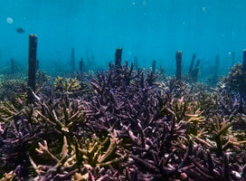 Rehabilitated Reef
