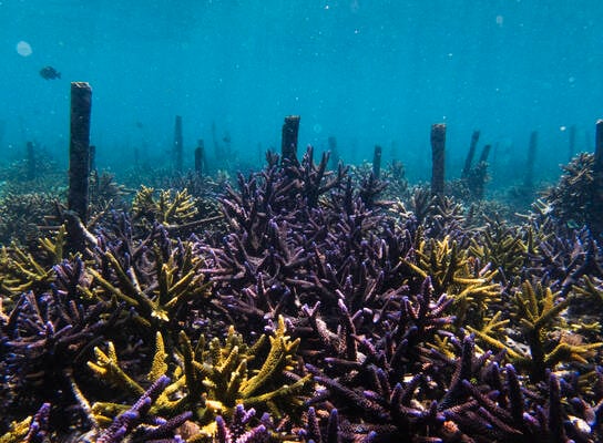 Rehabilitated Reef