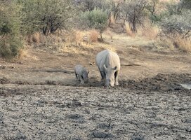 Baby Rhino an Mom 