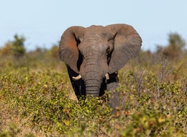 Elephant bull in Mopani scrub