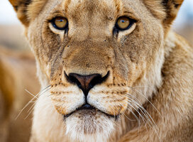 Lioness from the close by Marakele National Park