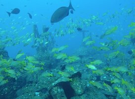 fish in ocean