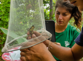 Two people catching a butterfly in a net for research purposes in a Costa Rican forest