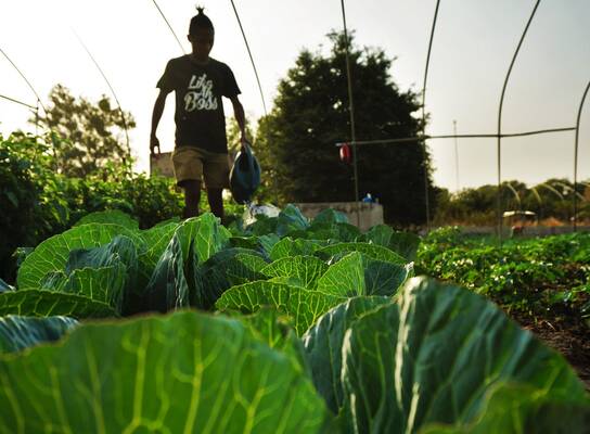 Sustainable farming