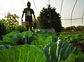 Sustainable farming