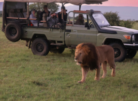 Volunteers monitoring a lion
