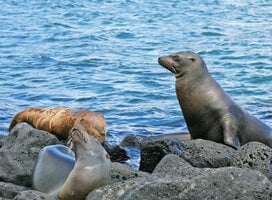 Instituto Superior de Español Galapagos Islands Program to learn Spanish