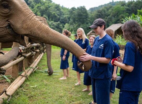 Volunteer in Elephant Conservation