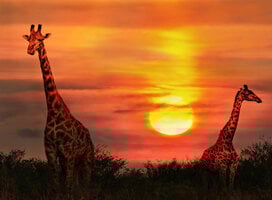 Entrepreneurship & Social Innovation in Rwanda
